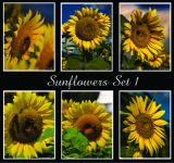 Sunflowers Set 1